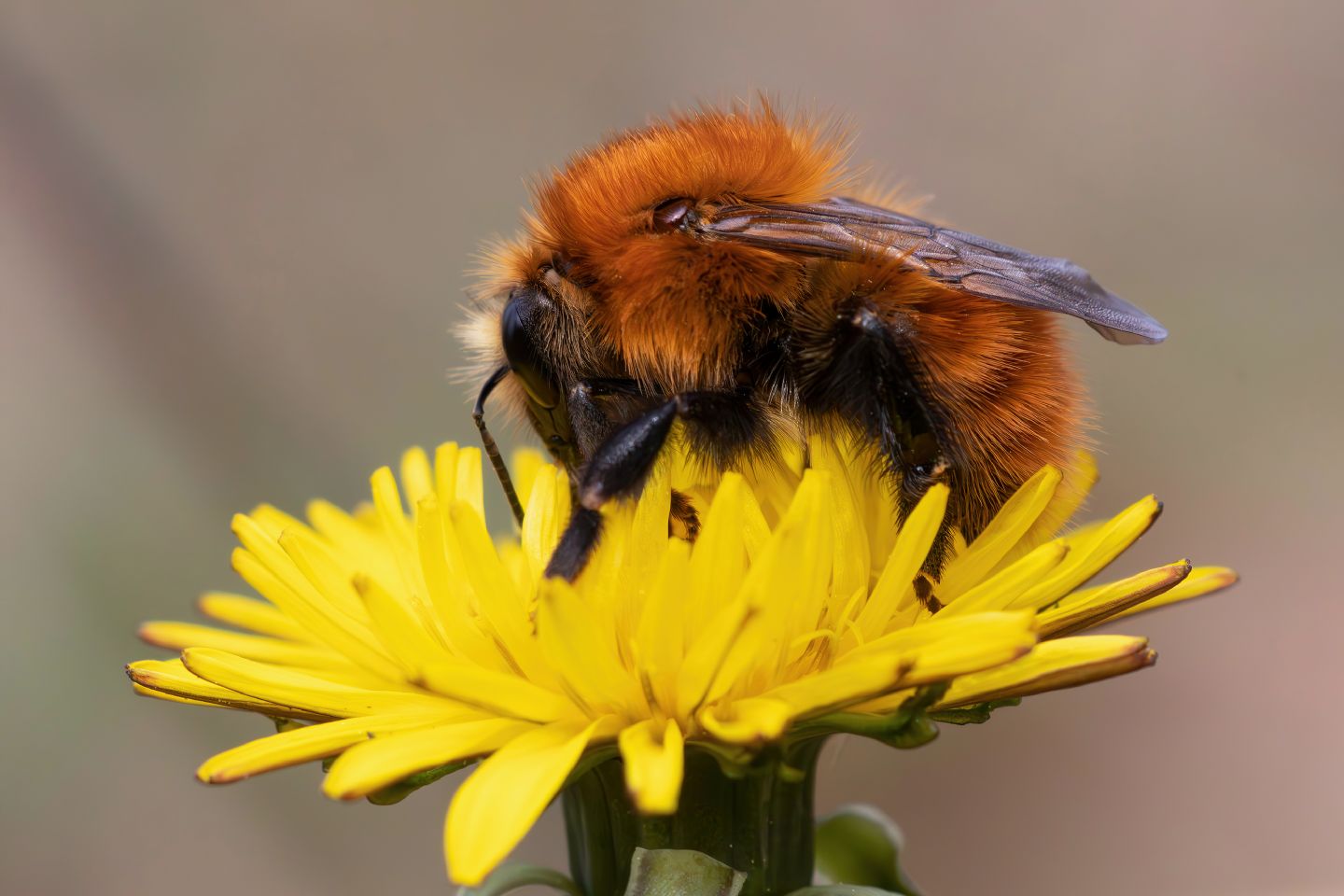 Apidae - Bombus pascuorum o forse dovrei dire Pasquorum